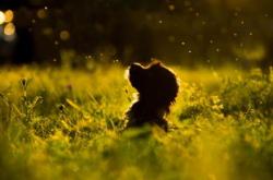 初中家庭教育心得及感悟,陪伴与引导并重