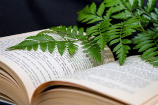 爱伴我成长,教育中的情感力量 爱伴我成长,教育中的情感力量